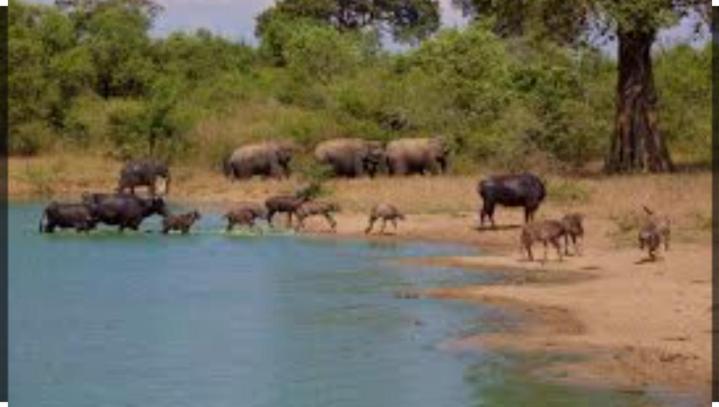 Wild Heaven Udawalawe Hotel Екстериор снимка