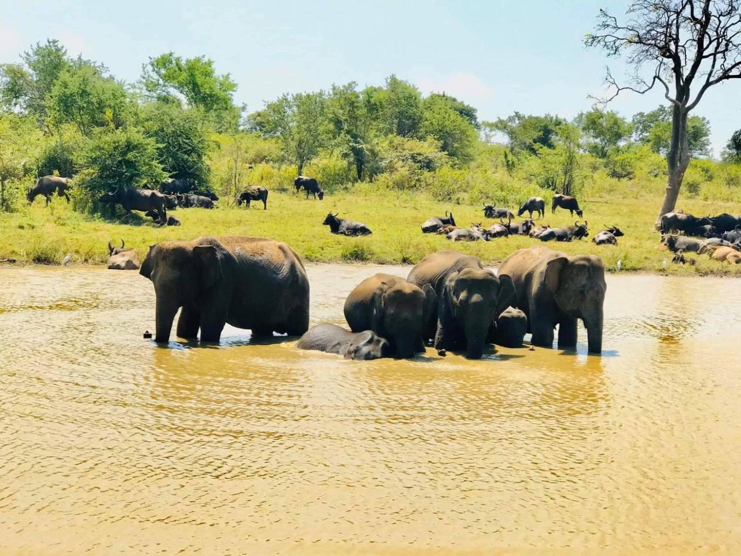 Wild Heaven Udawalawe Hotel Екстериор снимка