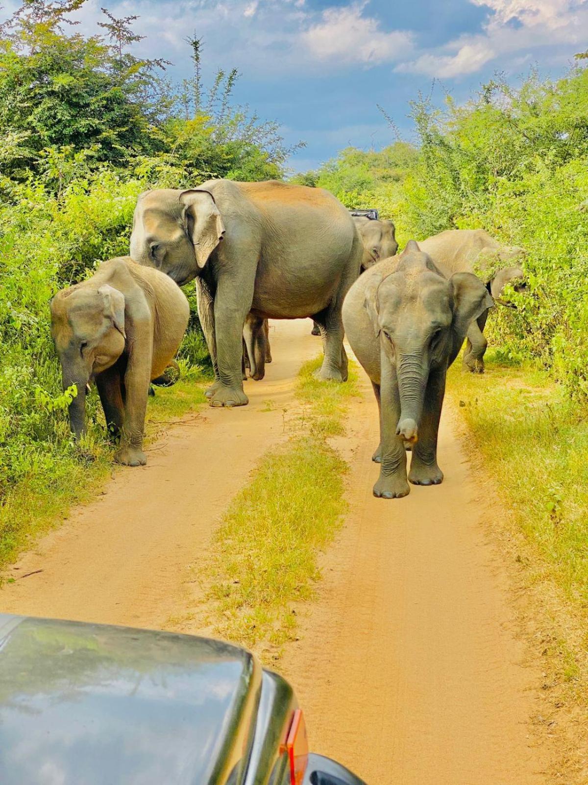 Wild Heaven Udawalawe Hotel Екстериор снимка